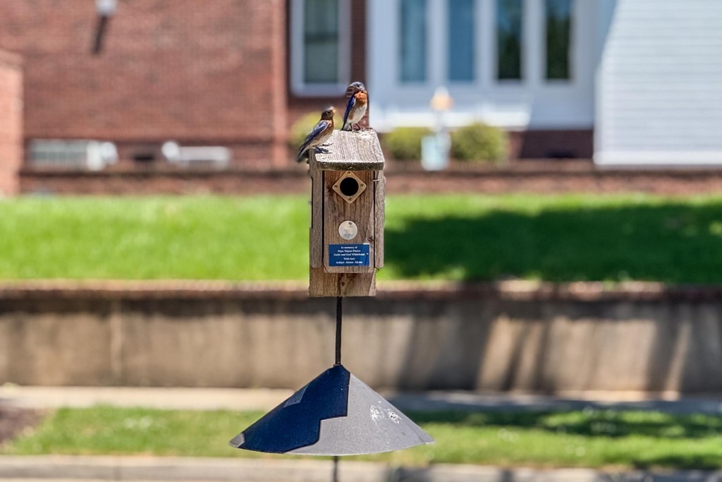 BlueBirds3